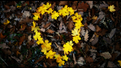 Love Flowers leaves Hearts