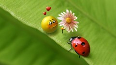 Love ladybirds