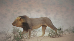 Love lion high Resolution