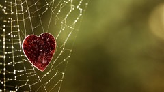 Love Lost (TV Series)