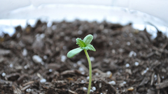 Love one sprout weed high that Resolution