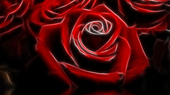 Love red bloom roses