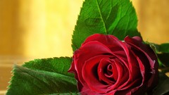 Love romance colors romantic still life red rose