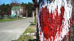 Love Trees Ukraine macro