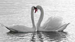 Love white Birds couple Swans