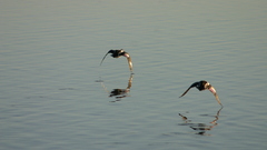 Low flight high Aircraft