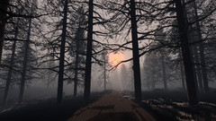 Low road forest graphic