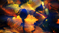 Lowres tadpole autumn