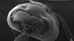 Lunch Interrupted high