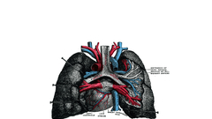 Lungs