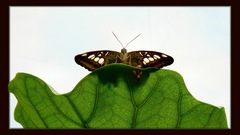 Lyneve on Green leaf