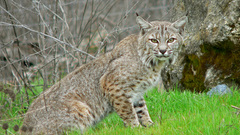Lynx