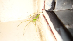 Lynx spider high Animals