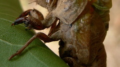 Lyristes plebejus high