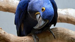 Macaw Hyacinth Macaw Birds