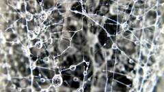 Macro abstract water drops spider webs
