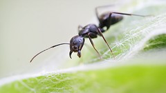 Macro Animals ants insects