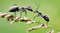 Macro Animals ants insects
