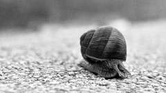 Macro Animals black and white snails