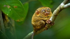 Macro Animals branches tarsiers