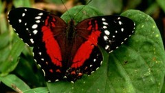 Macro Animals Butterflies insects