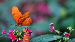 Macro Animals Butterflies insects