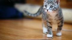 Macro Animals cats Kittens