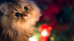 Macro Animals cats Kittens ben torode