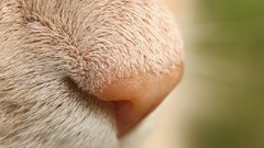 Macro Animals cats Kittens Noses