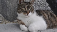 Macro Animals cats pets