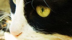 Macro Animals cats pets