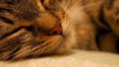 Macro Animals cats sleeping peace Noses pets