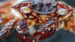 Macro Animals crabs