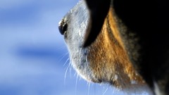 Macro Animals Dogs close-up