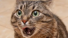 Macro Animals eyes cats close-up