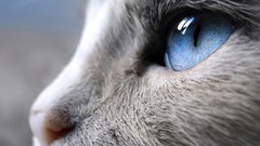 Macro Animals eyes cats close-up Kittens blue eyes