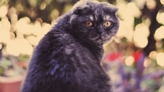 Macro Animals eyes cats pets moustache