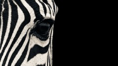 Macro Animals eyes close-up stripes zebras Mammals