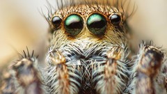 Macro Animals eyes spiders insects