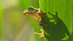 Macro Animals Frogs wildlife