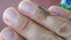 Macro Animals geckos