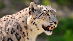Macro Animals Green teeth Spotted snow leopards