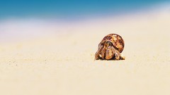 Macro Animals hermit crabs