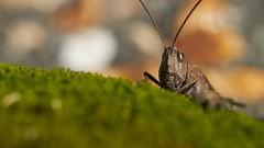 Macro Animals insects