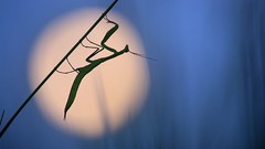 Macro Animals insects