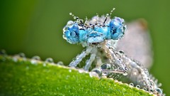 Macro Animals insects Dragonflies