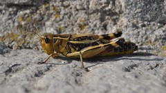 Macro Animals insects grasshopper depth of field