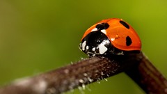 Macro Animals insects ladybirds