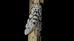 Macro Animals insects moth