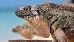 Macro Animals lizards